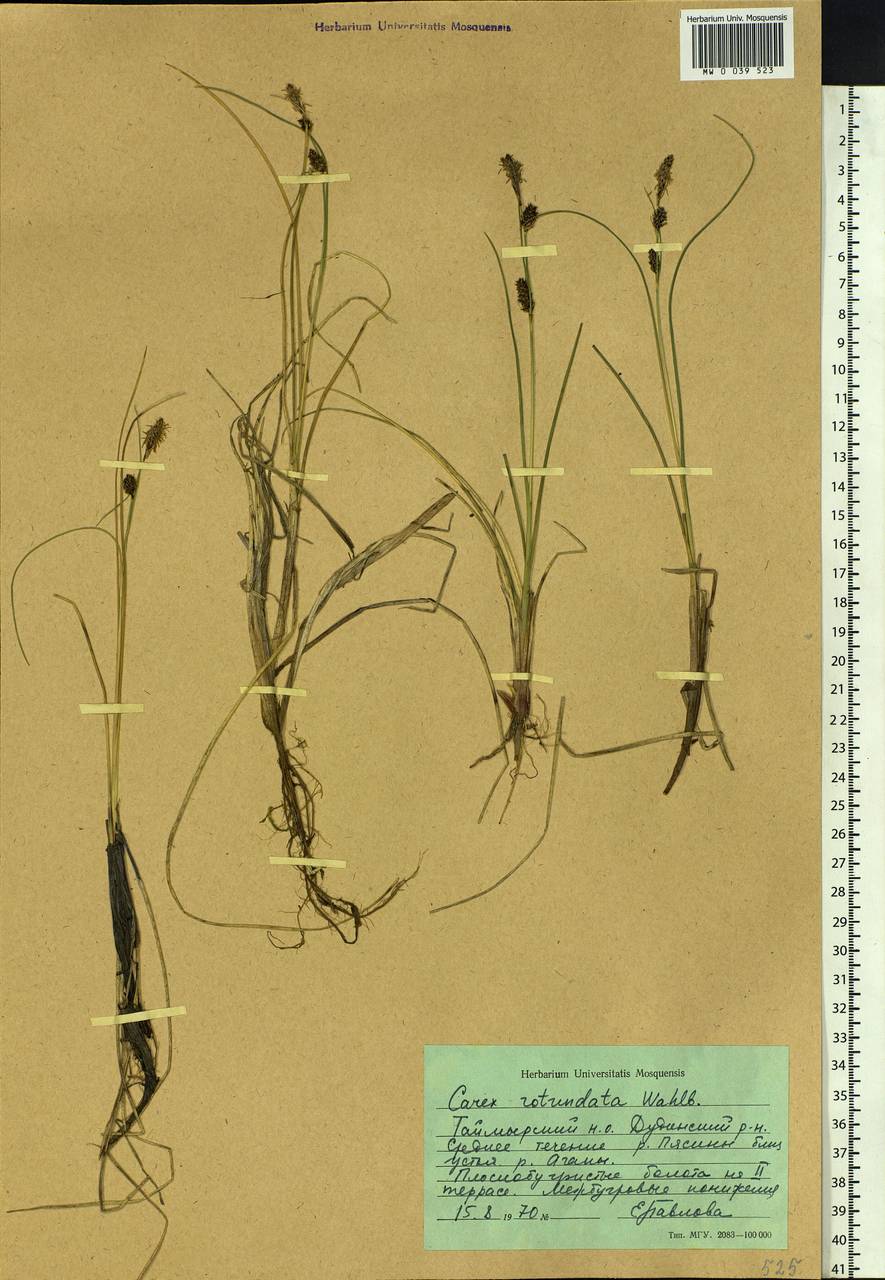 Carex rotundata Wahlenb., Siberia, Central Siberia (S3) (Russia)