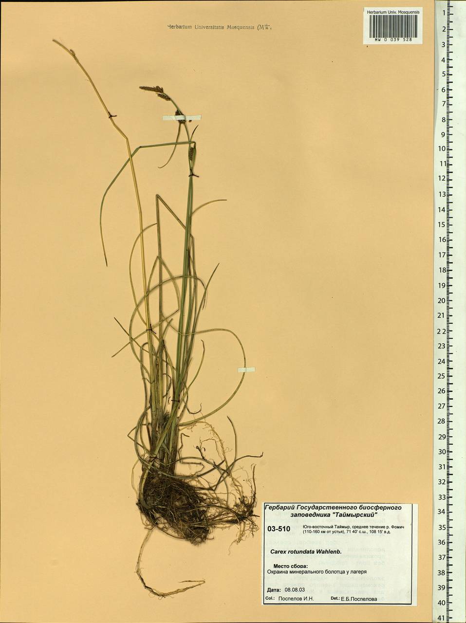 Carex rotundata Wahlenb., Siberia, Central Siberia (S3) (Russia)