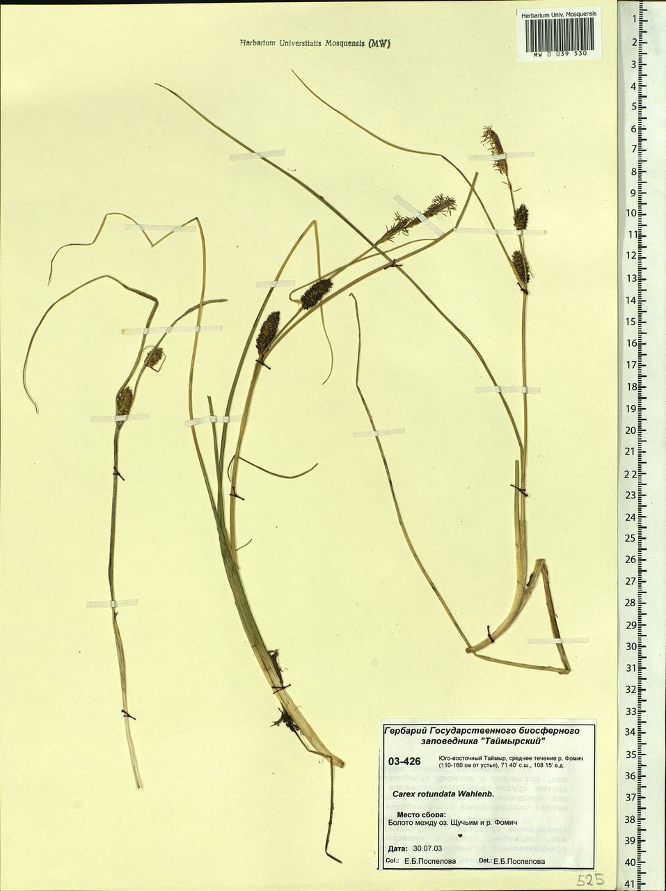 Carex rotundata Wahlenb., Siberia, Central Siberia (S3) (Russia)