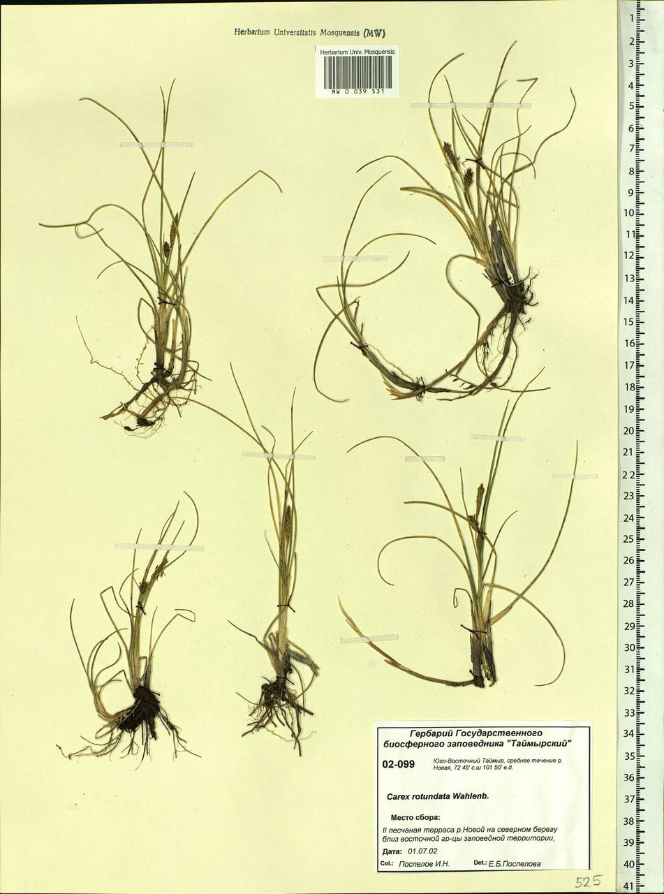 Carex rotundata Wahlenb., Siberia, Central Siberia (S3) (Russia)