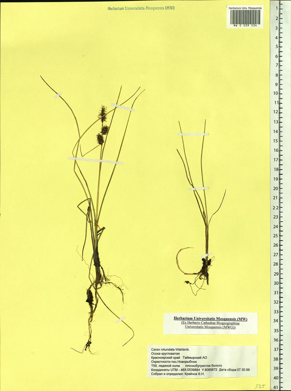 Carex rotundata Wahlenb., Siberia, Central Siberia (S3) (Russia)