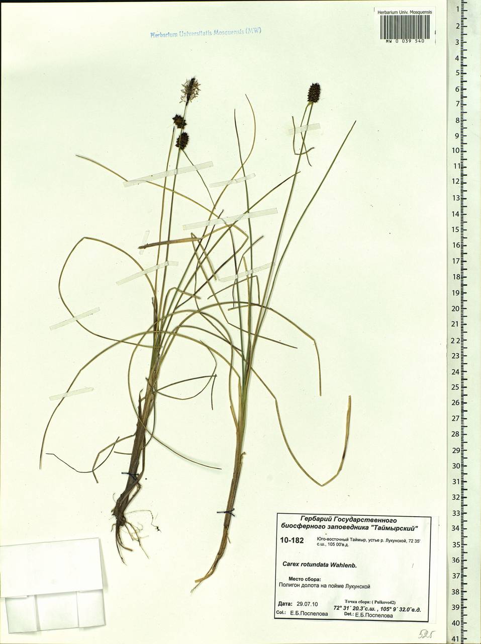 Carex rotundata Wahlenb., Siberia, Central Siberia (S3) (Russia)