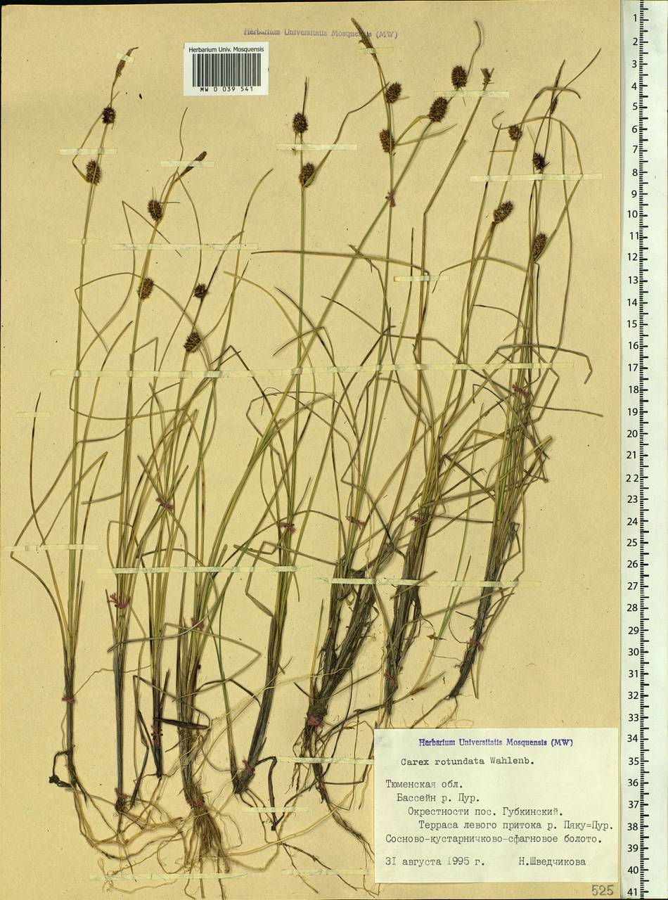 Carex rotundata Wahlenb., Siberia, Western Siberia (S1) (Russia)