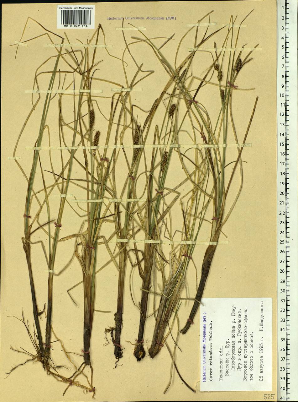 Carex rotundata Wahlenb., Siberia, Western Siberia (S1) (Russia)