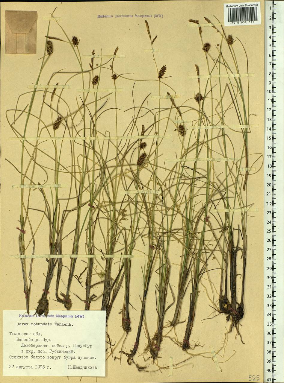 Carex rotundata Wahlenb., Siberia, Western Siberia (S1) (Russia)