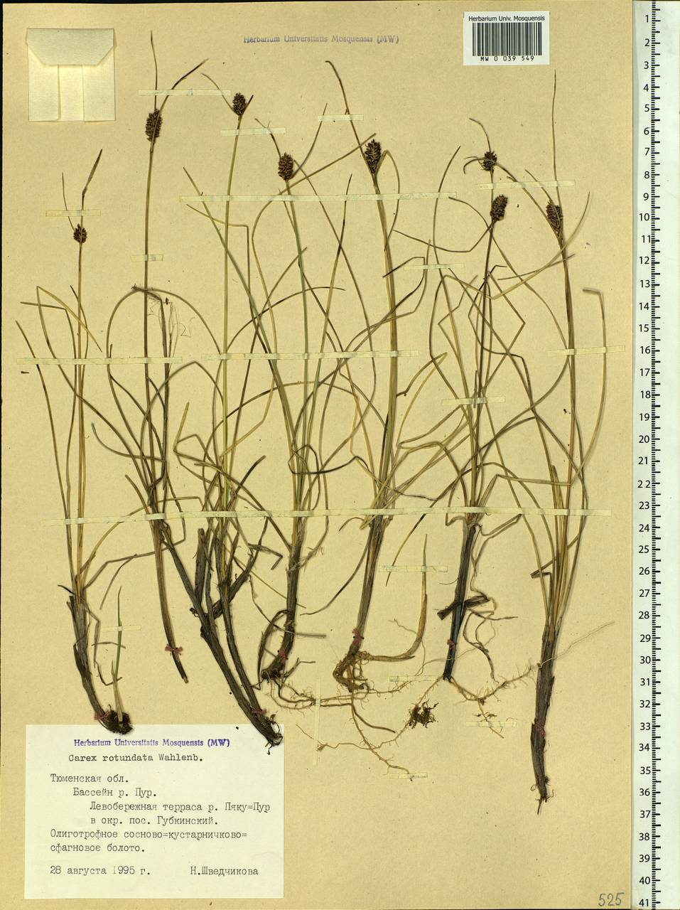 Carex rotundata Wahlenb., Siberia, Western Siberia (S1) (Russia)