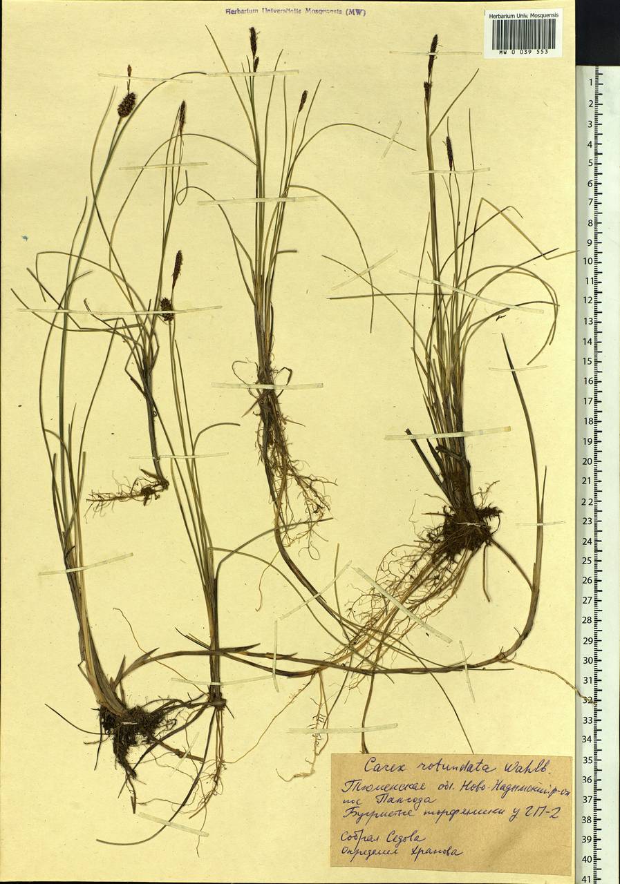 Carex rotundata Wahlenb., Siberia, Western Siberia (S1) (Russia)