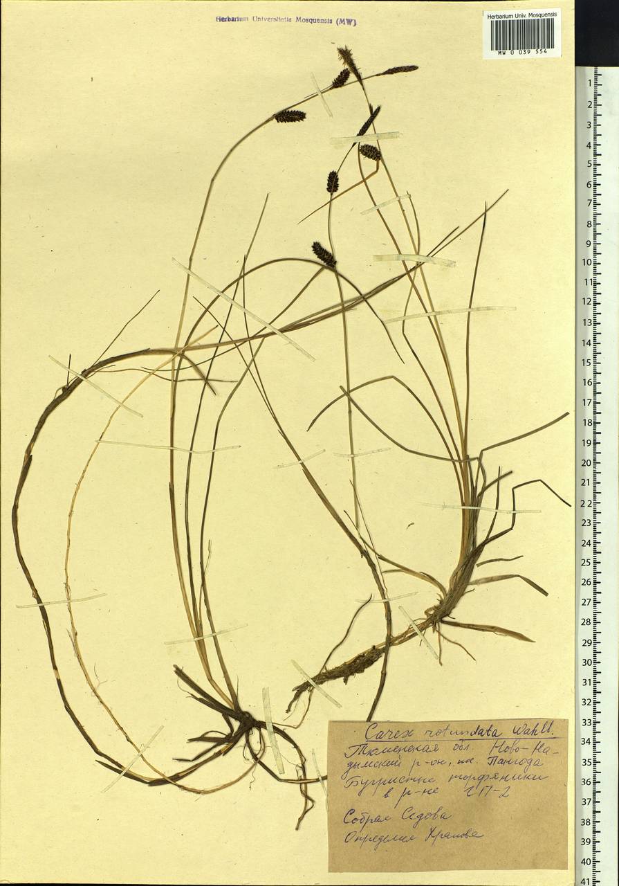 Carex rotundata Wahlenb., Siberia, Western Siberia (S1) (Russia)