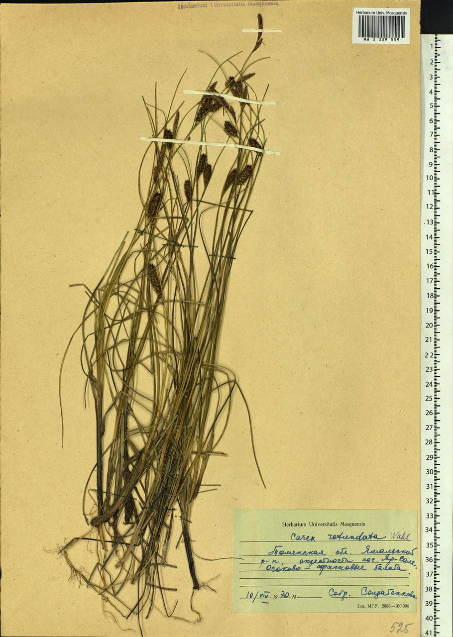 Carex rotundata Wahlenb., Siberia, Western Siberia (S1) (Russia)