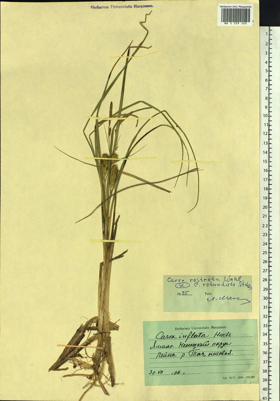 Carex rotundata Wahlenb., Siberia, Western Siberia (S1) (Russia)