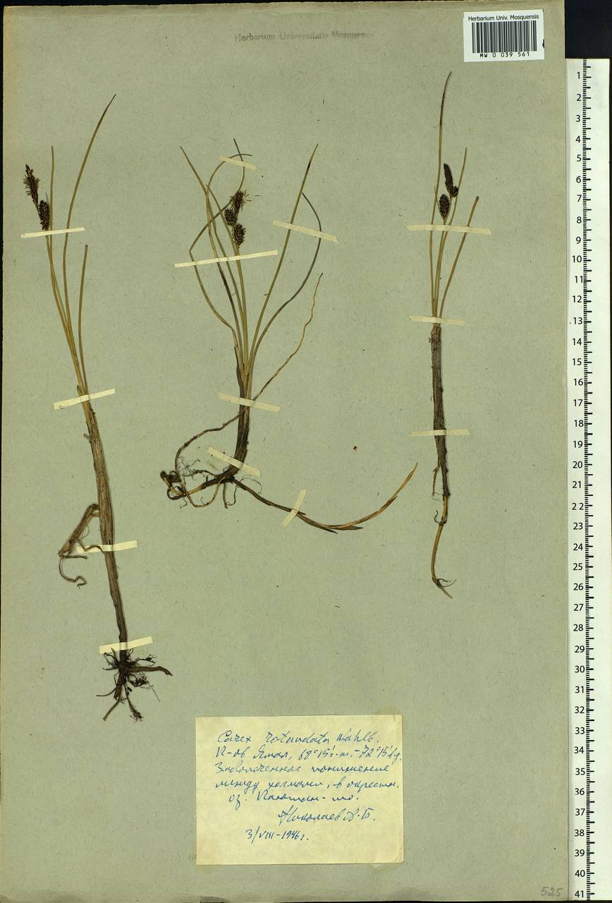 Carex rotundata Wahlenb., Siberia, Western Siberia (S1) (Russia)