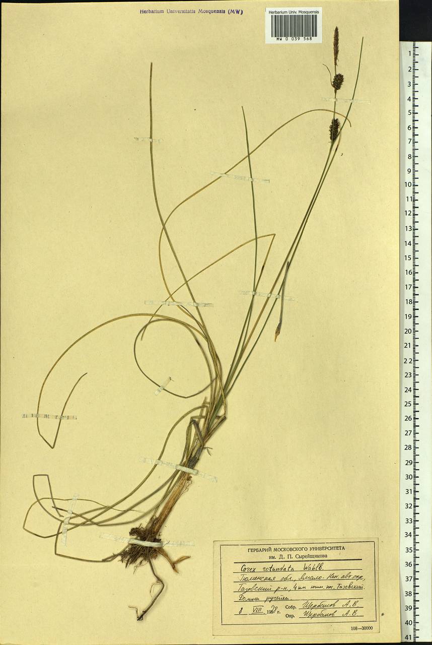 Carex rotundata Wahlenb., Siberia, Western Siberia (S1) (Russia)