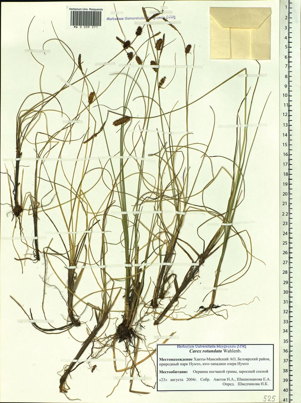 Carex rotundata Wahlenb., Siberia, Western Siberia (S1) (Russia)