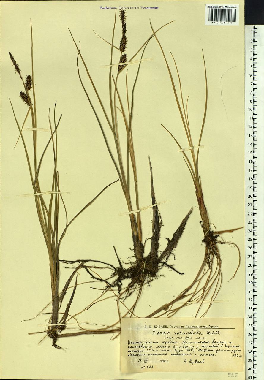 Carex rotundata Wahlenb., Eastern Europe, Northern region (E1) (Russia)