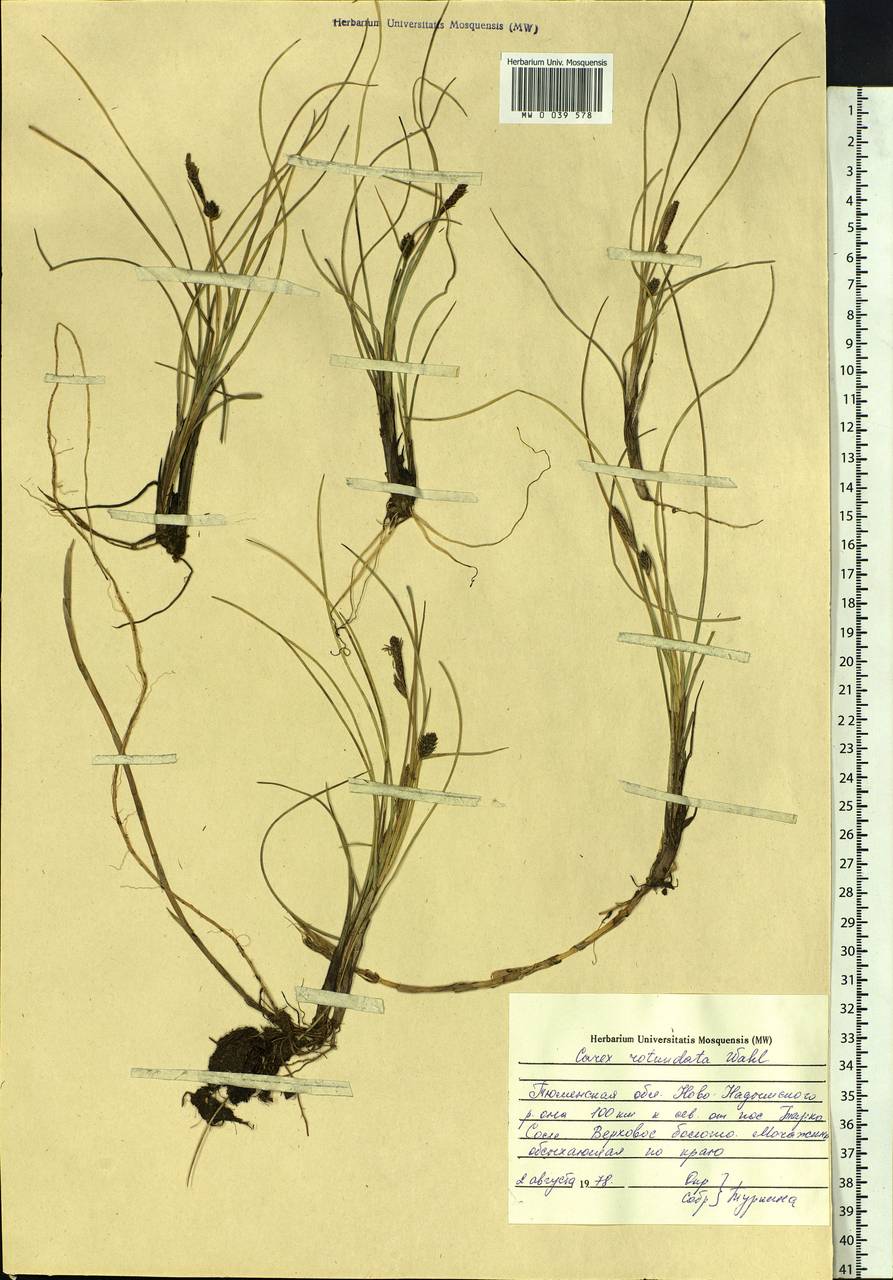 Carex rotundata Wahlenb., Siberia, Western Siberia (S1) (Russia)