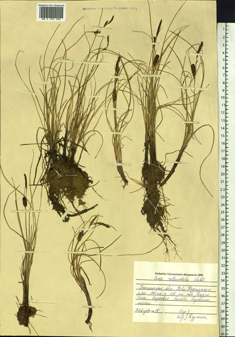 Carex rotundata Wahlenb., Siberia, Western Siberia (S1) (Russia)