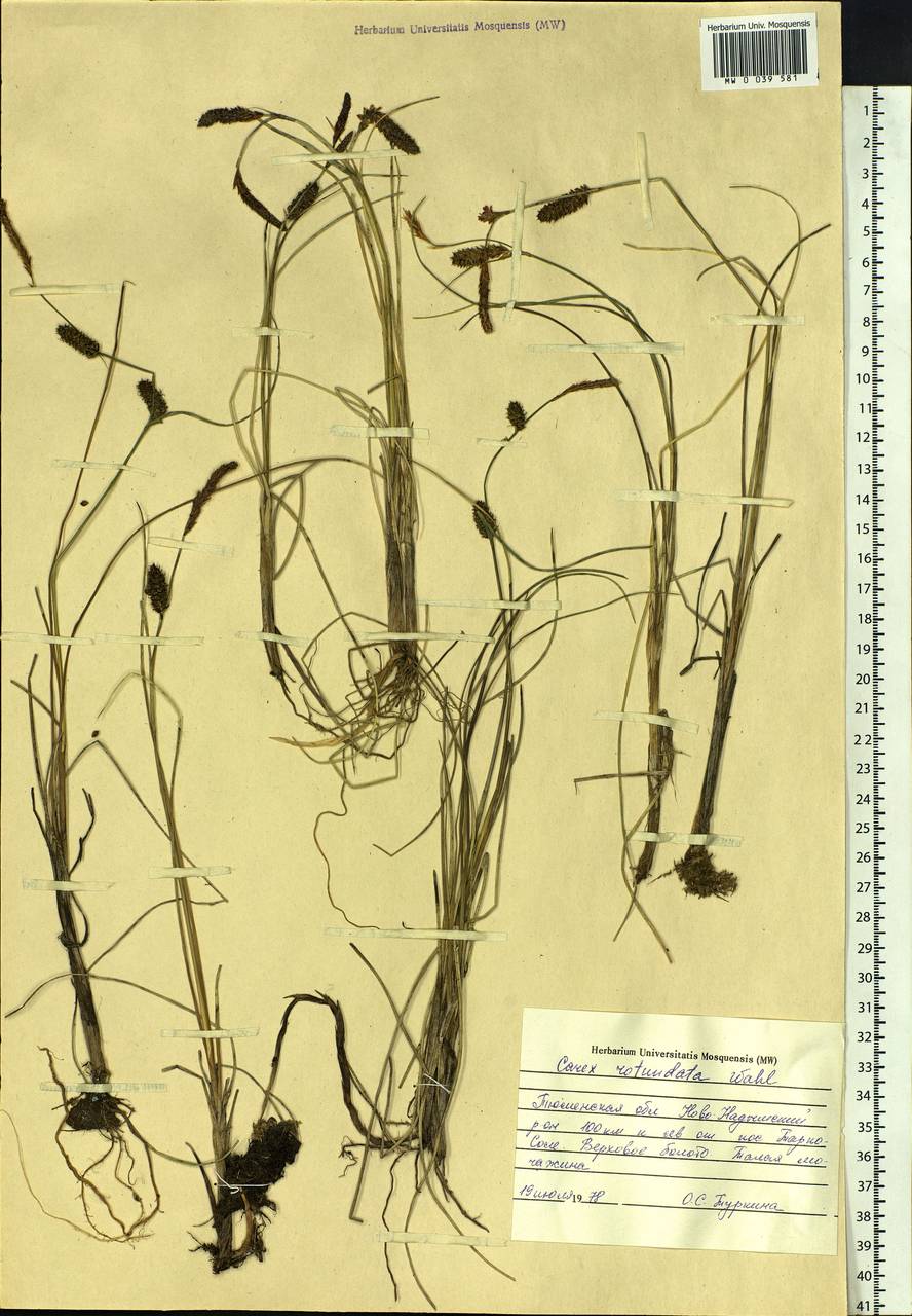 Carex rotundata Wahlenb., Siberia, Western Siberia (S1) (Russia)