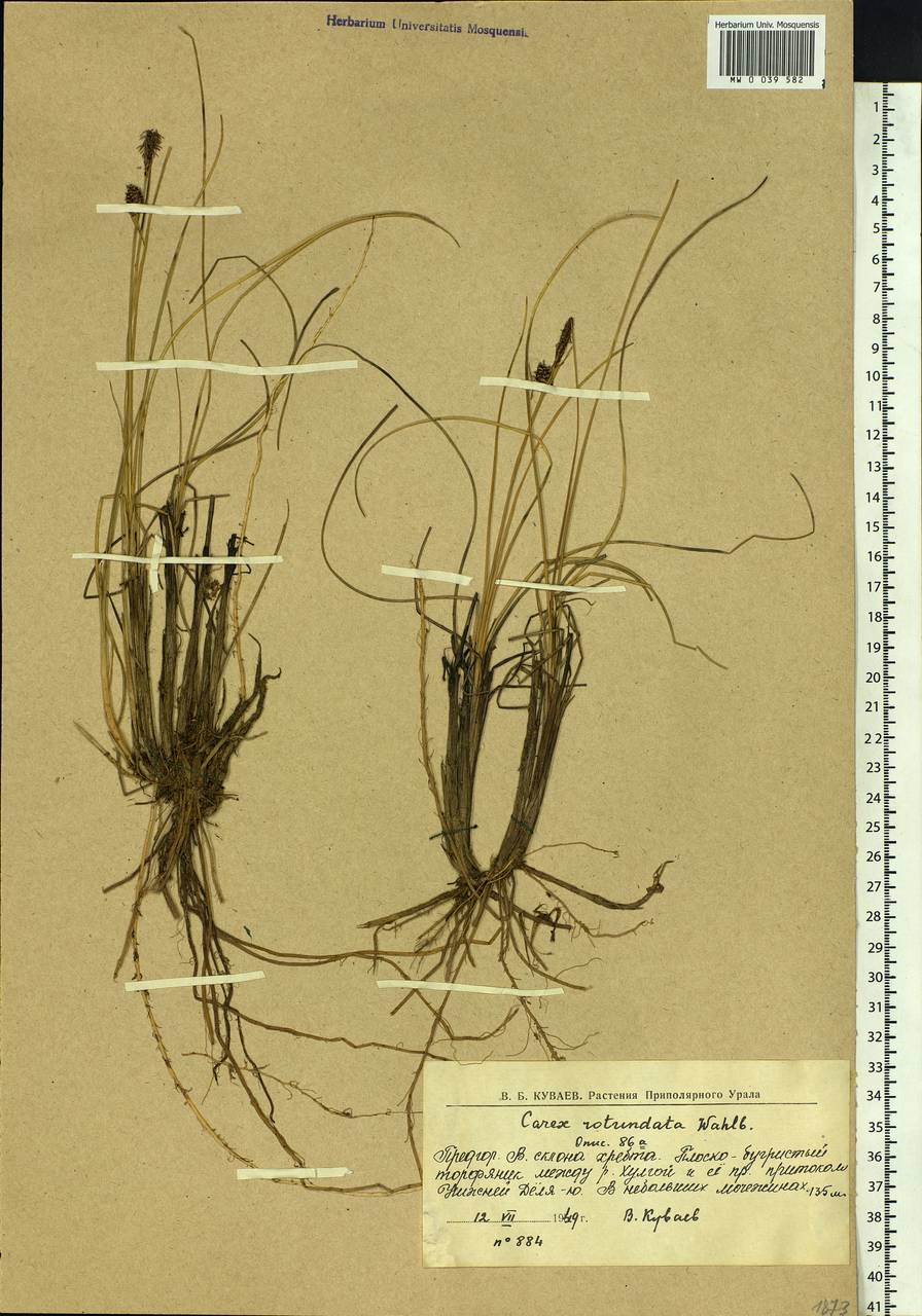 Carex rotundata Wahlenb., Siberia, Western Siberia (S1) (Russia)