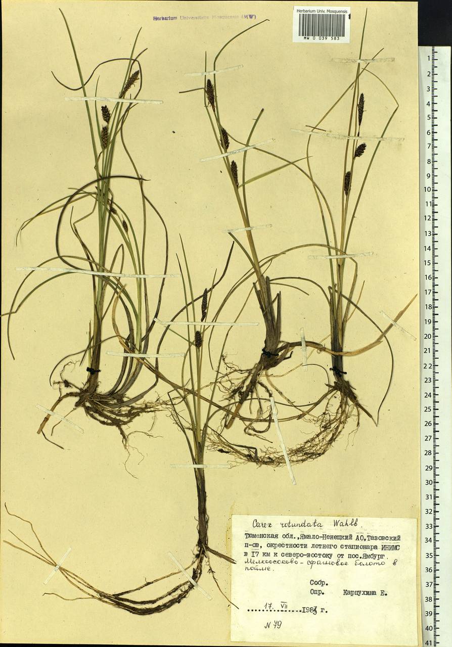 Carex rotundata Wahlenb., Siberia, Western Siberia (S1) (Russia)