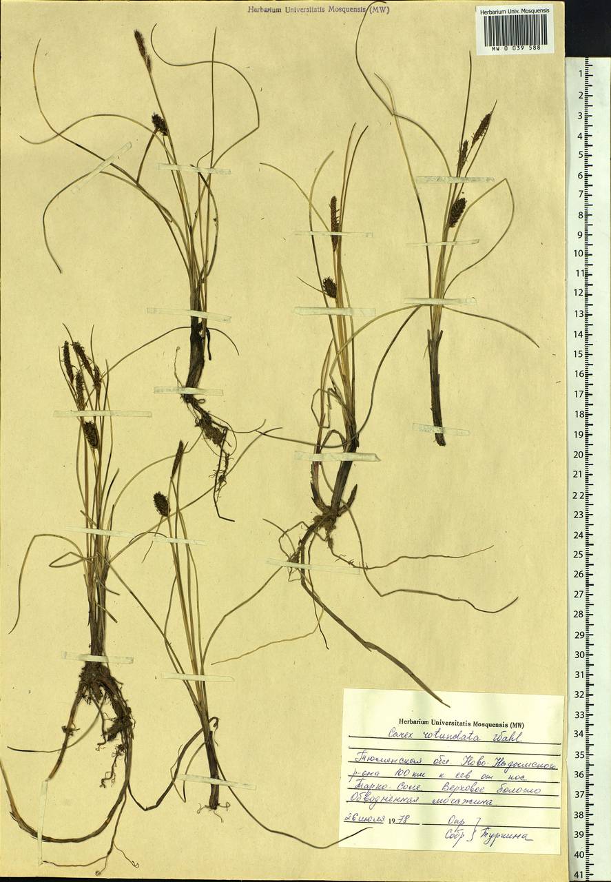 Carex rotundata Wahlenb., Siberia, Western Siberia (S1) (Russia)