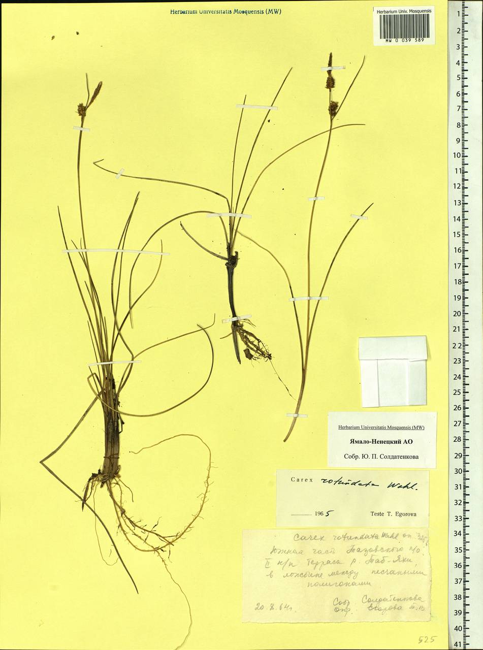 Carex rotundata Wahlenb., Siberia, Western Siberia (S1) (Russia)