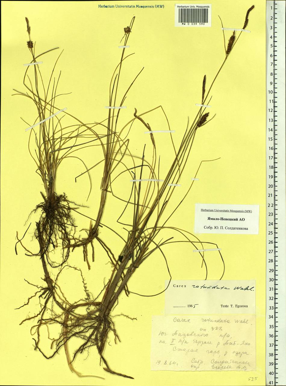 Carex rotundata Wahlenb., Siberia, Western Siberia (S1) (Russia)