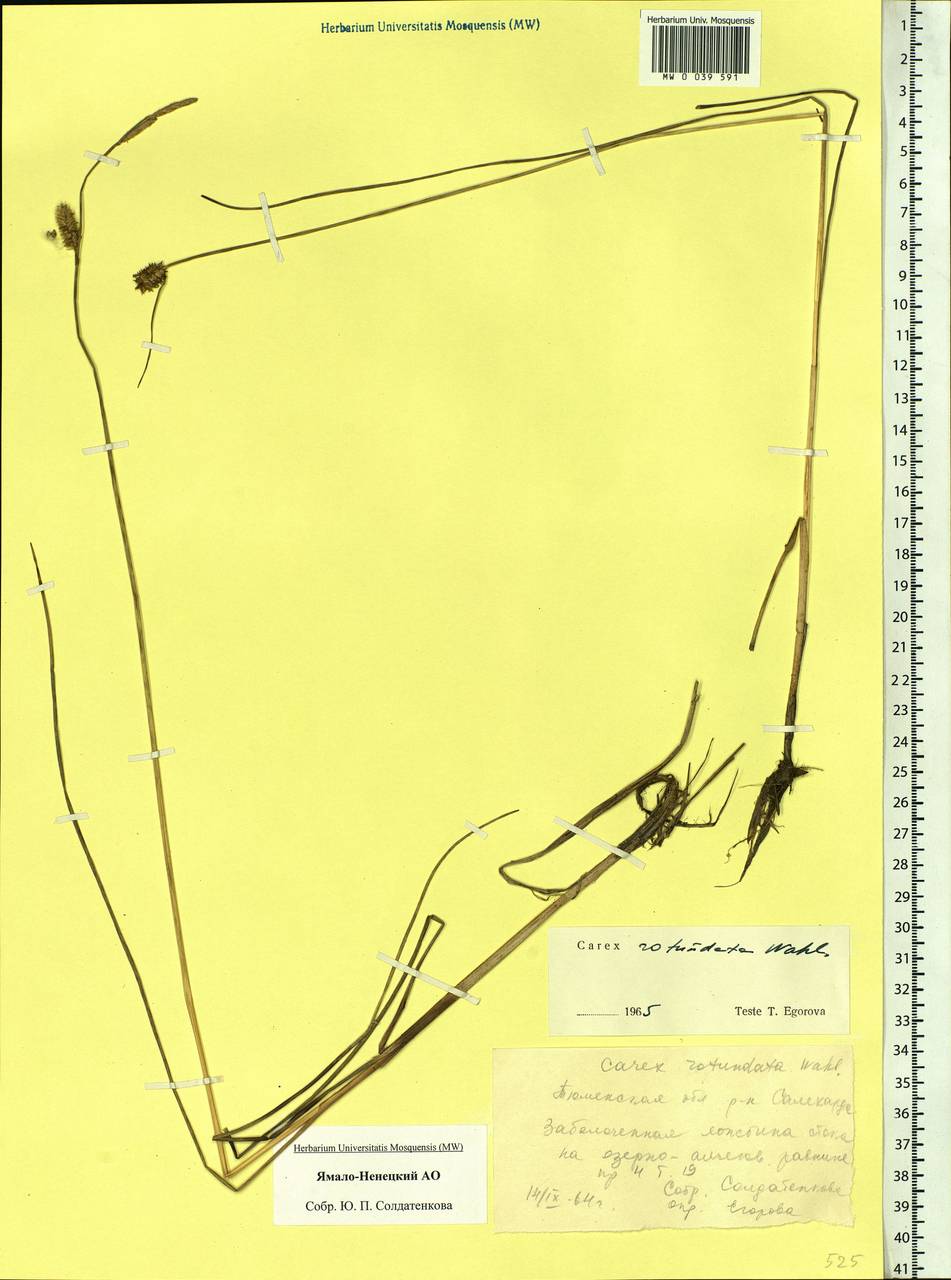 Carex rotundata Wahlenb., Siberia, Western Siberia (S1) (Russia)