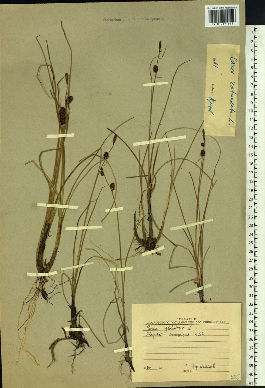 Carex rotundata Wahlenb., Siberia, Western Siberia (S1) (Russia)