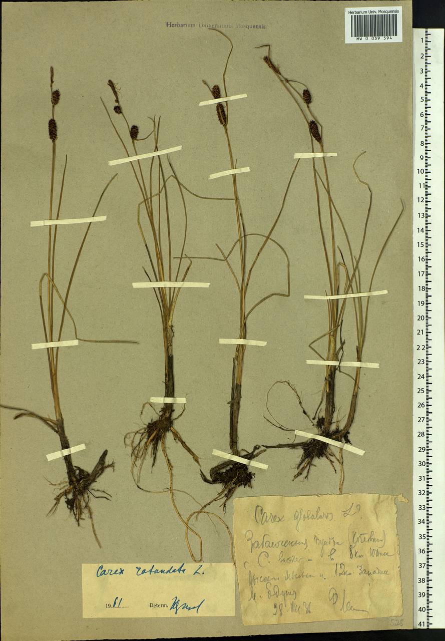 Carex rotundata Wahlenb., Siberia, Western Siberia (S1) (Russia)