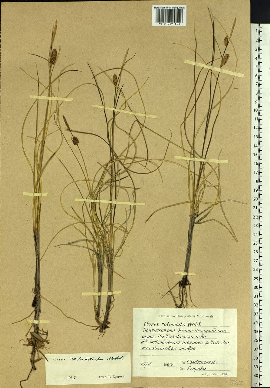 Carex rotundata Wahlenb., Siberia, Western Siberia (S1) (Russia)