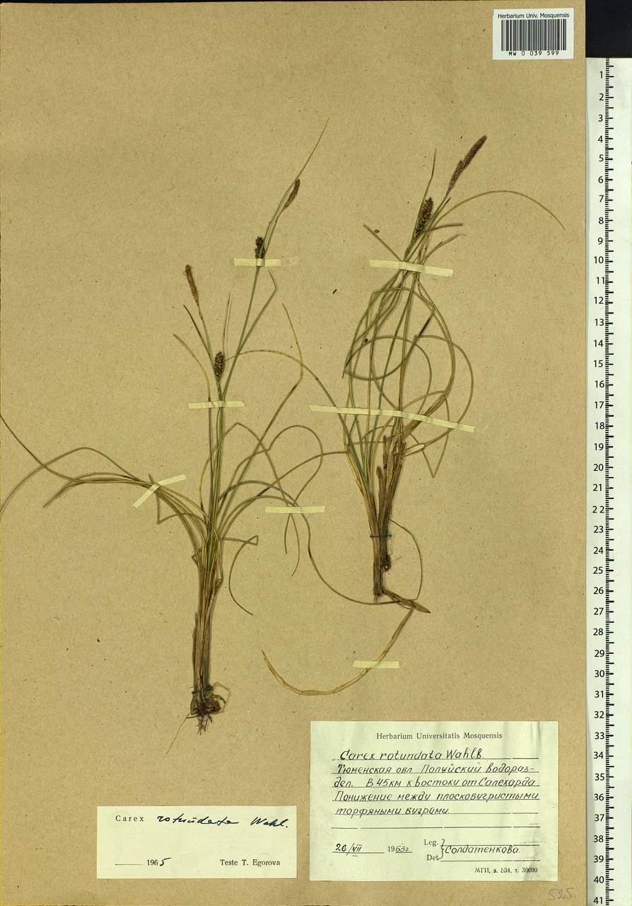 Carex rotundata Wahlenb., Siberia, Western Siberia (S1) (Russia)