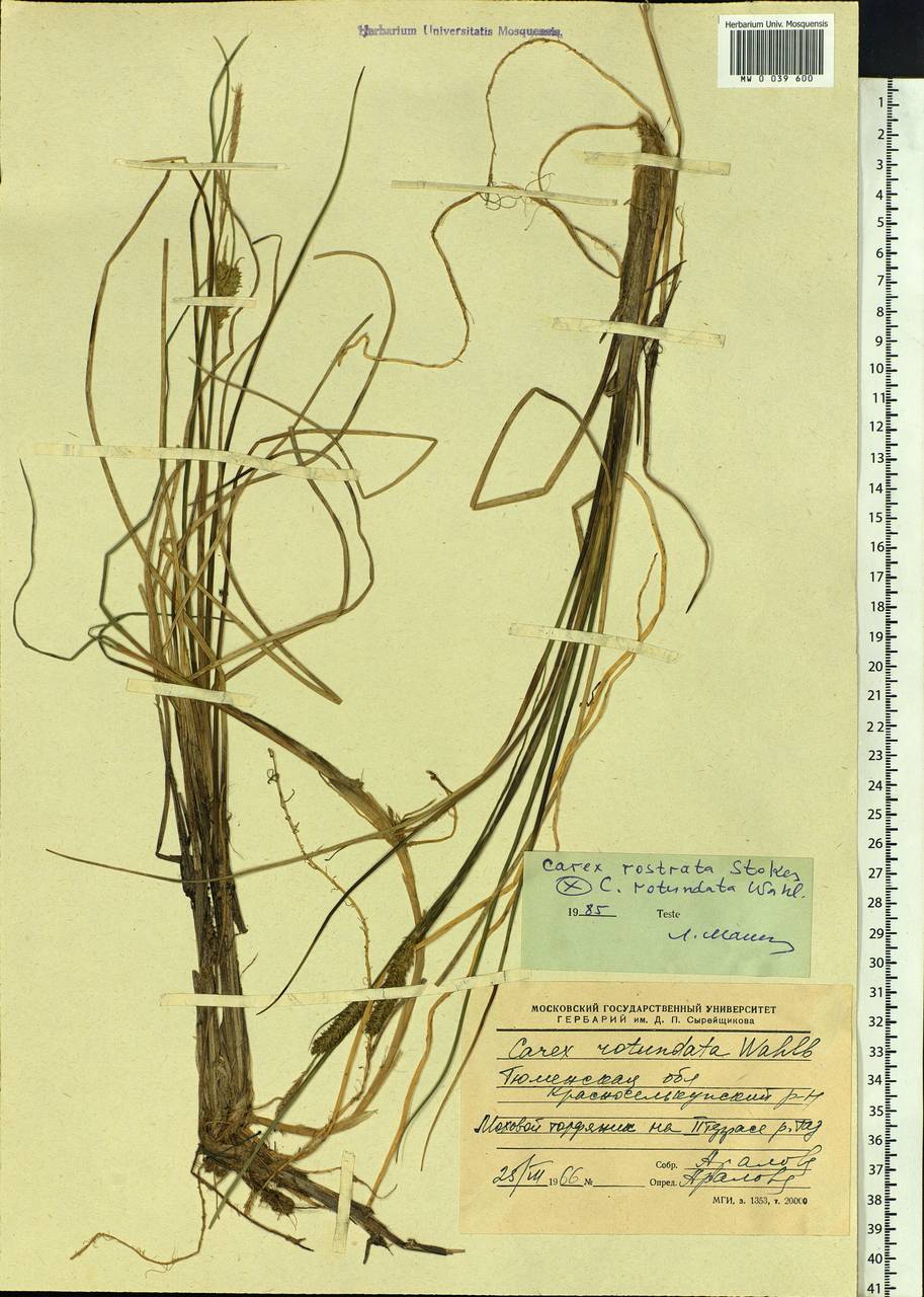 Carex rotundata Wahlenb., Siberia, Western Siberia (S1) (Russia)