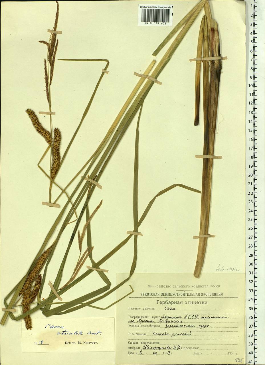 Carex rostrata Stokes , nom. cons., Siberia, Yakutia (S5) (Russia)