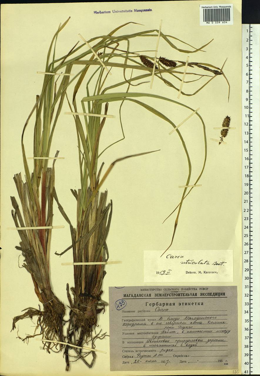 Carex rostrata Stokes , nom. cons., Siberia, Chukotka & Kamchatka (S7) (Russia)