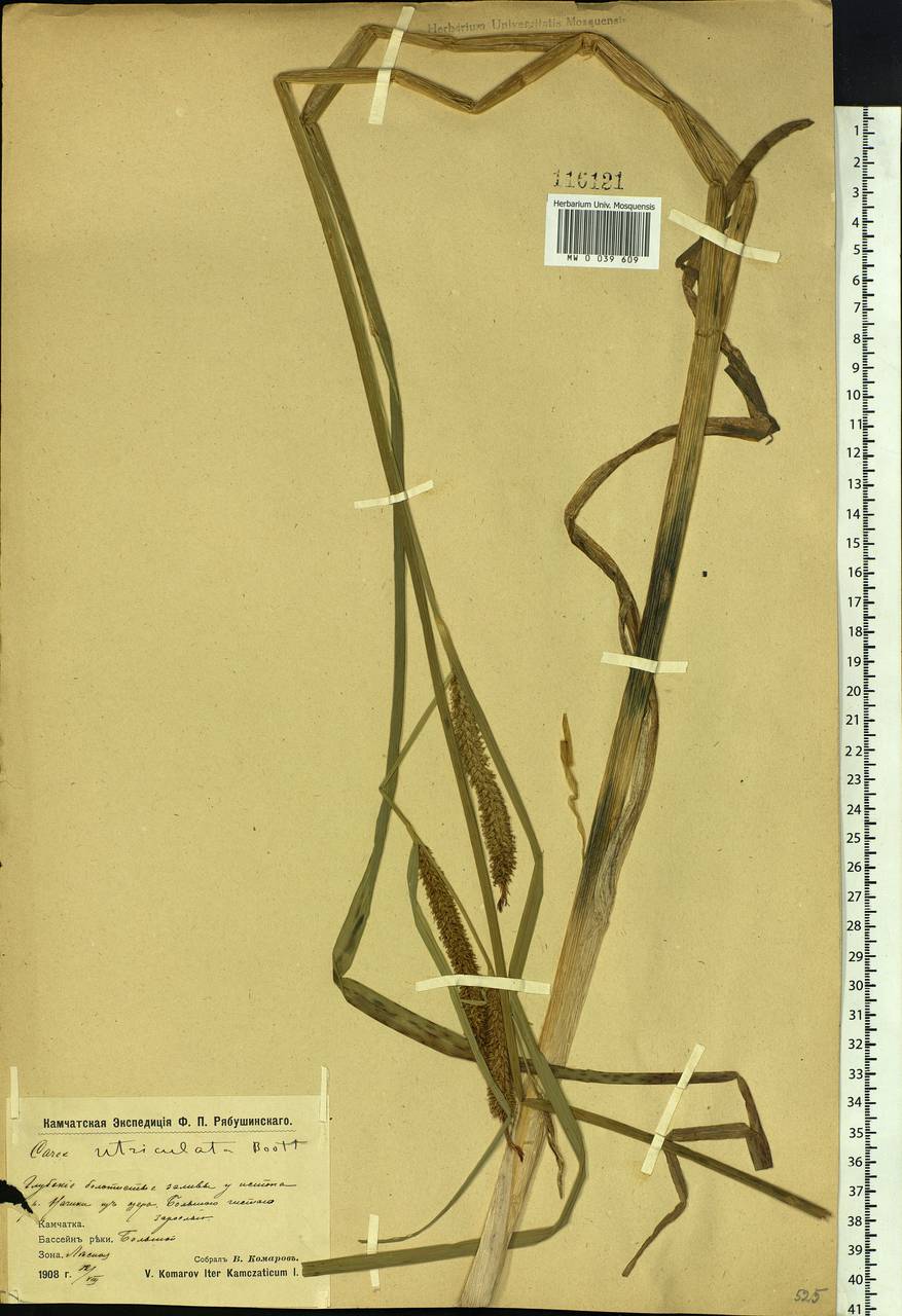 Carex rostrata Stokes , nom. cons., Siberia, Chukotka & Kamchatka (S7) (Russia)