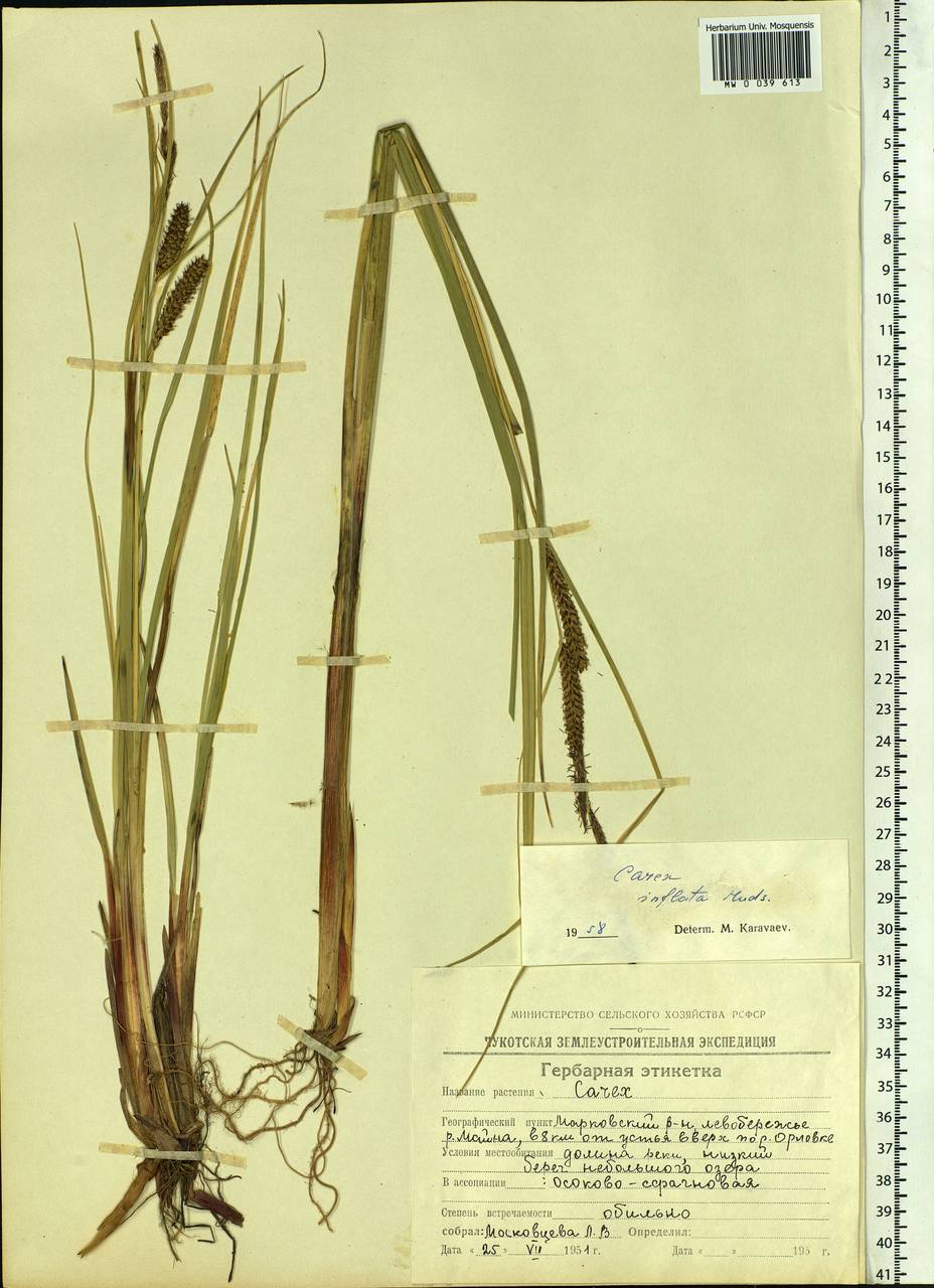 Carex rostrata Stokes , nom. cons., Siberia, Chukotka & Kamchatka (S7) (Russia)