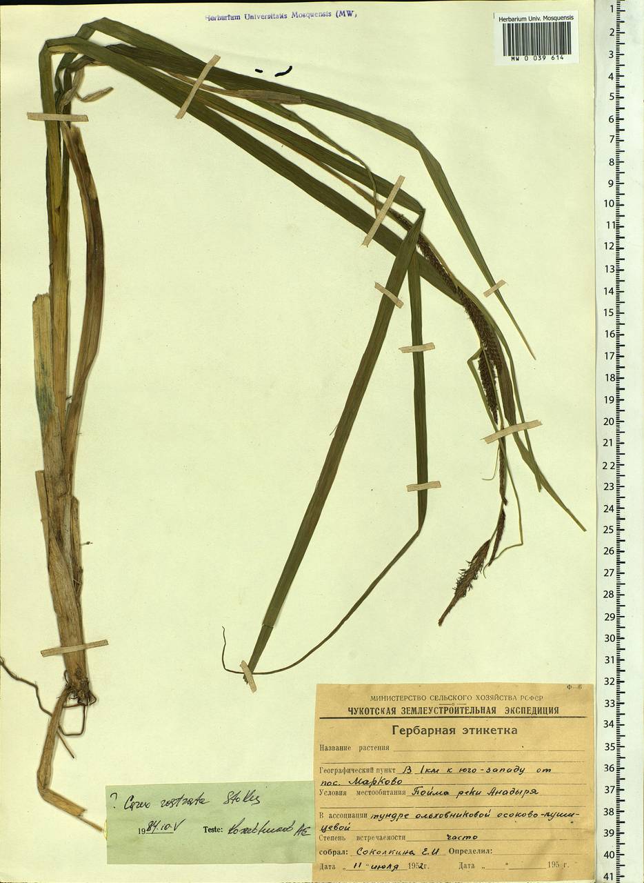Carex rostrata Stokes , nom. cons., Siberia, Chukotka & Kamchatka (S7) (Russia)