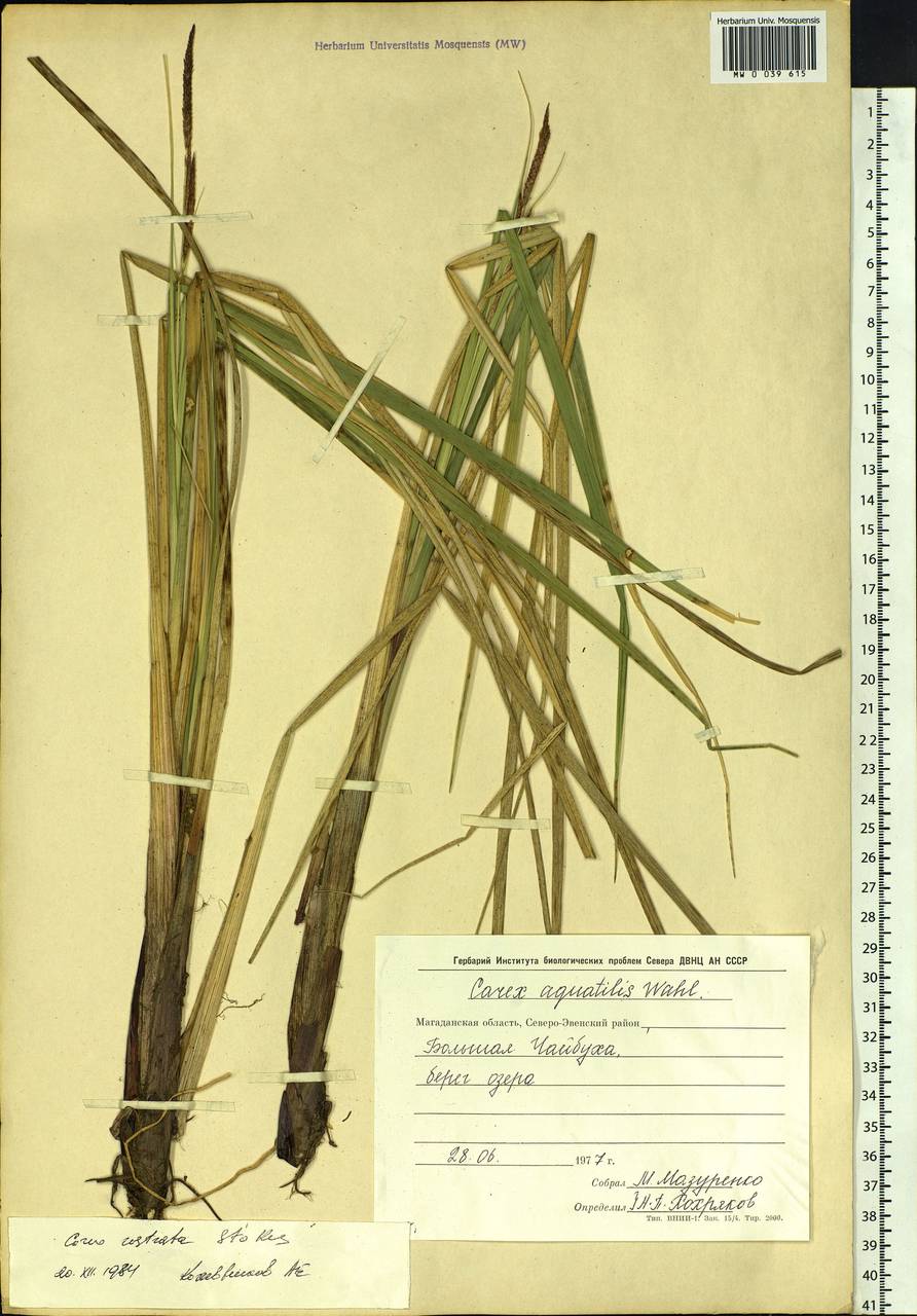Carex rostrata Stokes , nom. cons., Siberia, Chukotka & Kamchatka (S7) (Russia)