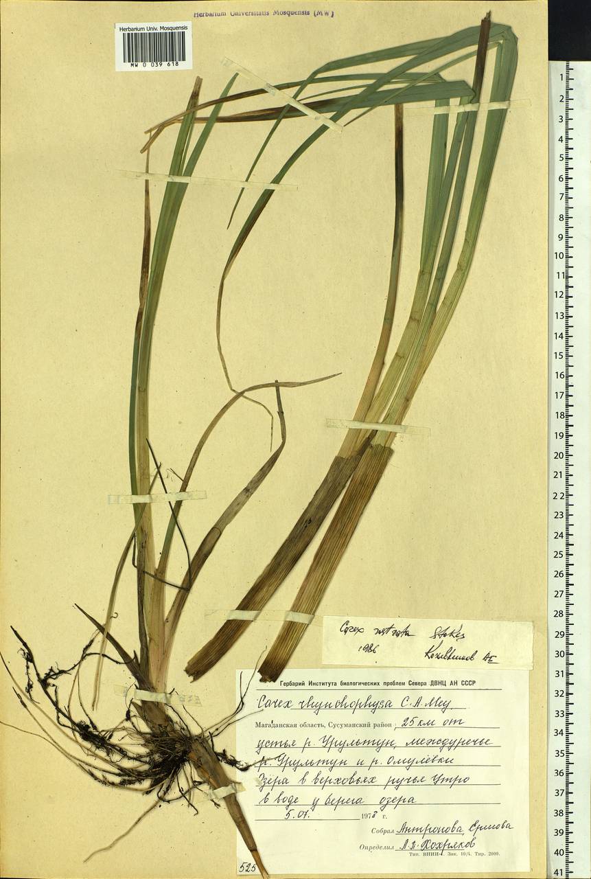 Carex rostrata Stokes , nom. cons., Siberia, Chukotka & Kamchatka (S7) (Russia)