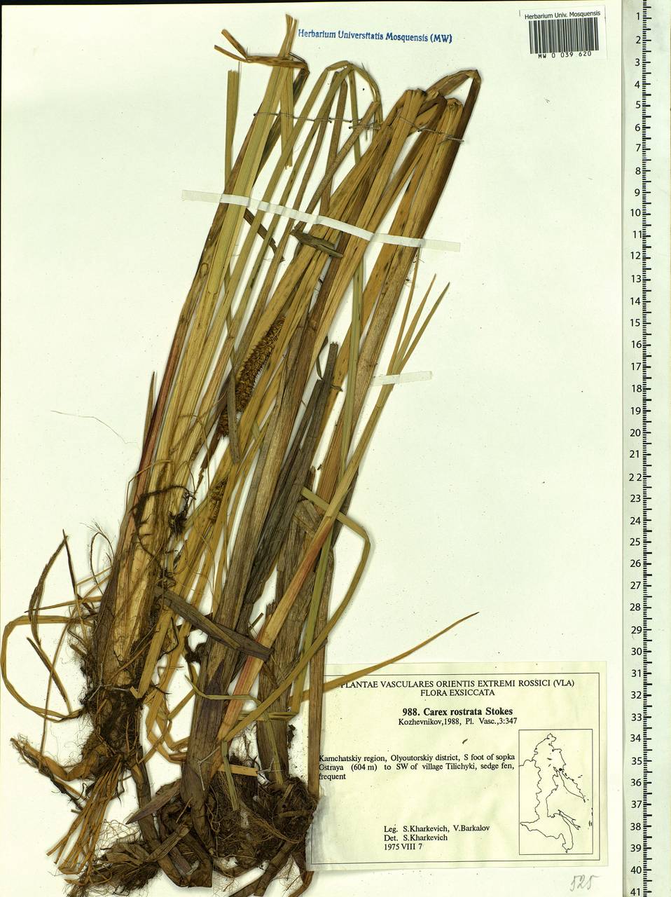 Carex rostrata Stokes , nom. cons., Siberia, Chukotka & Kamchatka (S7) (Russia)