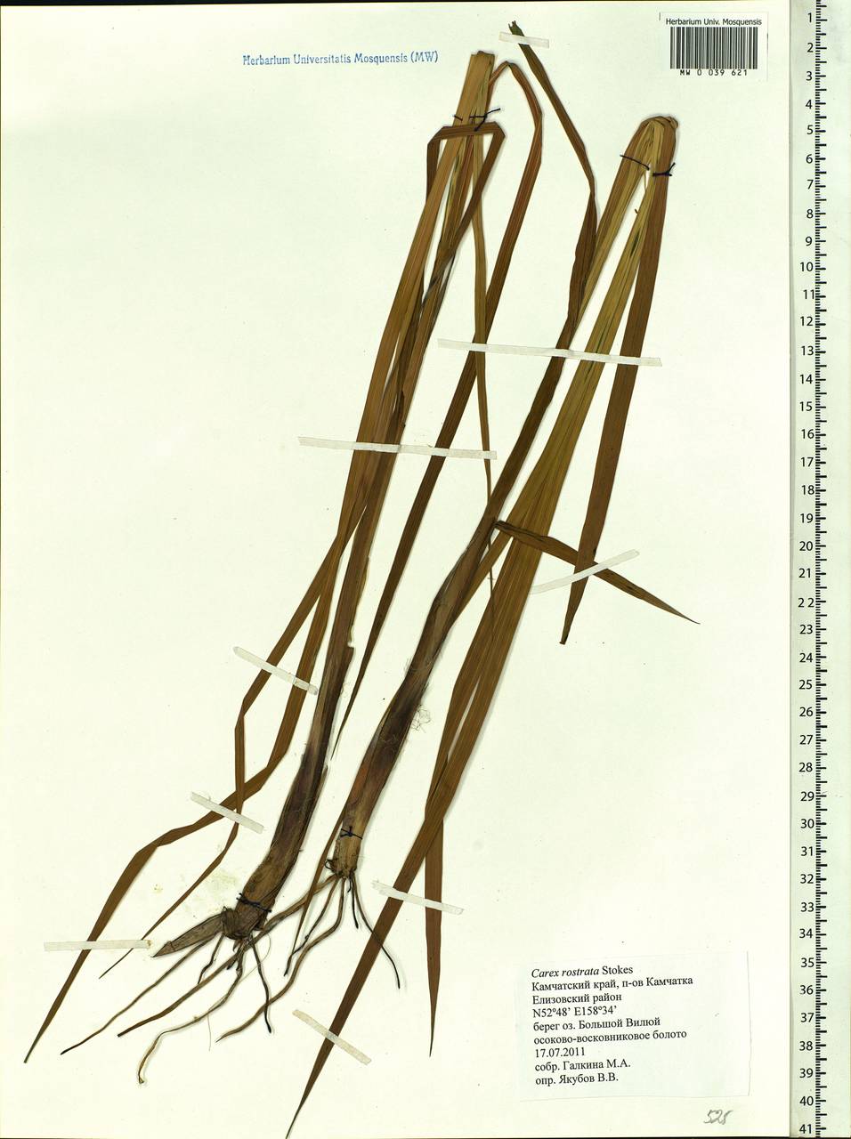Carex rostrata Stokes , nom. cons., Siberia, Chukotka & Kamchatka (S7) (Russia)