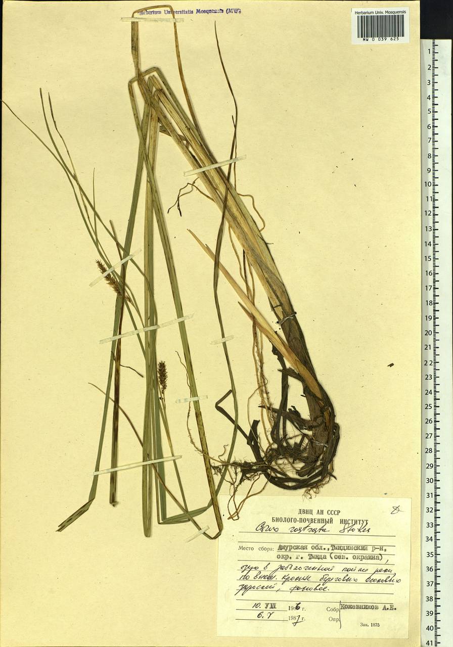 Carex rostrata Stokes , nom. cons., Siberia, Russian Far East (S6) (Russia)