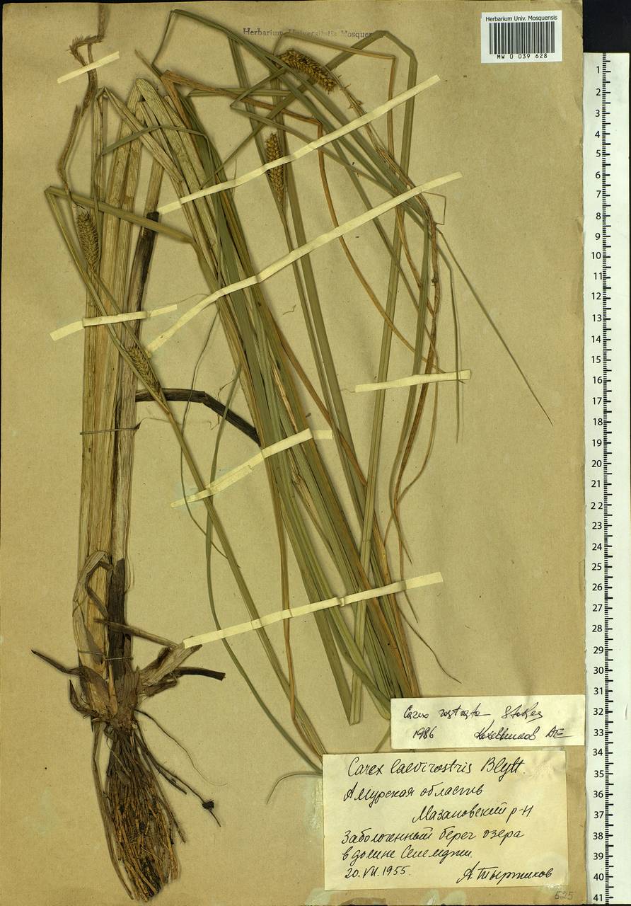 Carex rostrata Stokes , nom. cons., Siberia, Russian Far East (S6) (Russia)