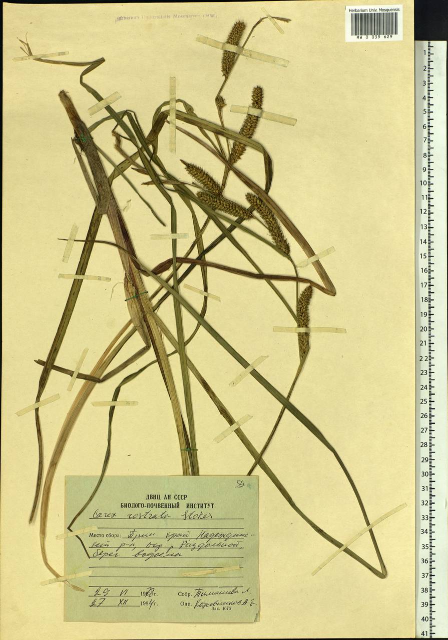 Carex rostrata Stokes, Siberia, Russian Far East (S6) (Russia)
