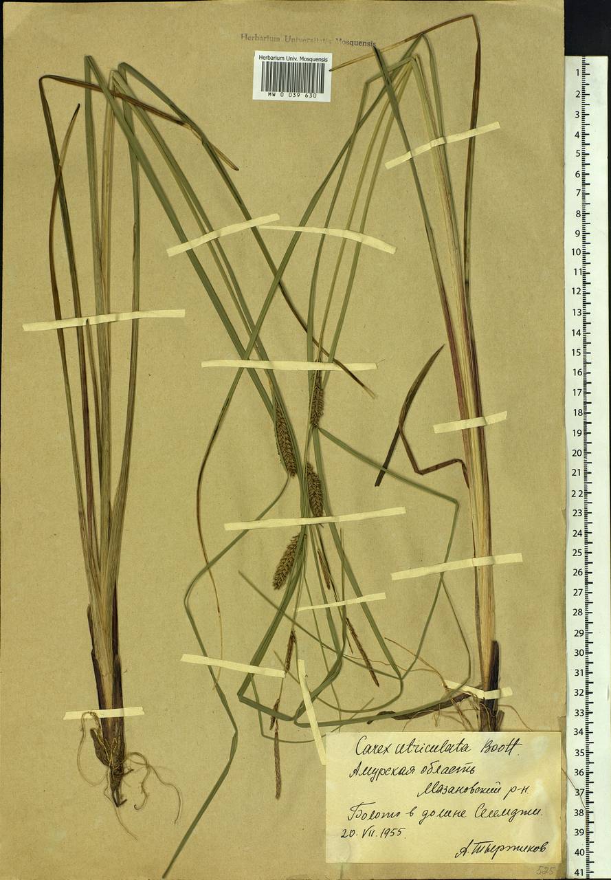 Carex rostrata Stokes , nom. cons., Siberia, Russian Far East (S6) (Russia)