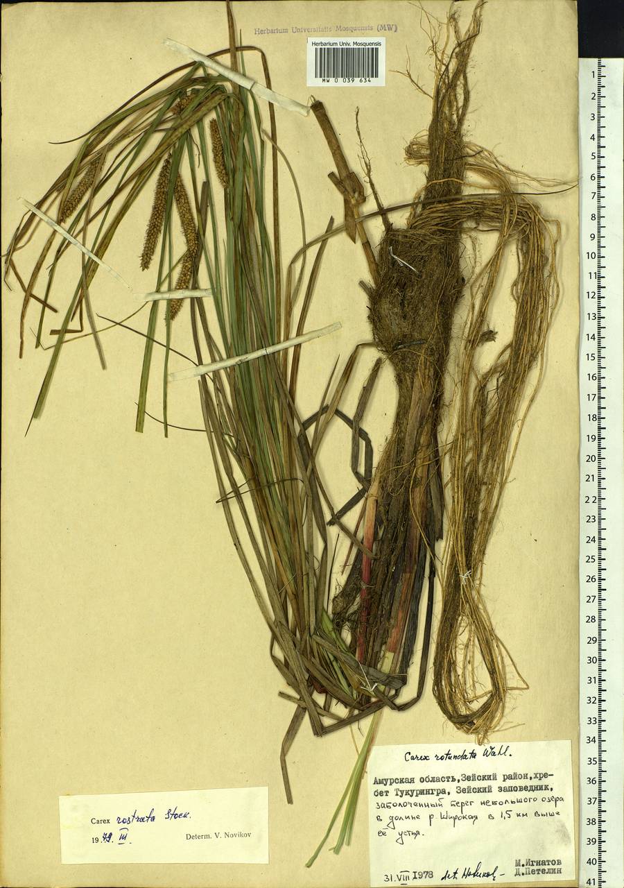 Carex rostrata Stokes , nom. cons., Siberia, Russian Far East (S6) (Russia)