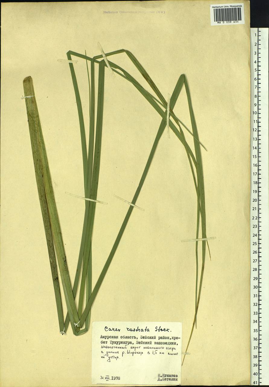 Carex rostrata Stokes , nom. cons., Siberia, Russian Far East (S6) (Russia)