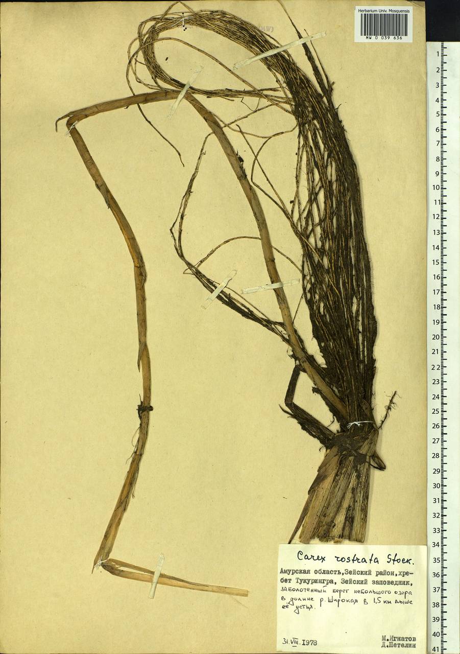 Carex rostrata Stokes , nom. cons., Siberia, Russian Far East (S6) (Russia)