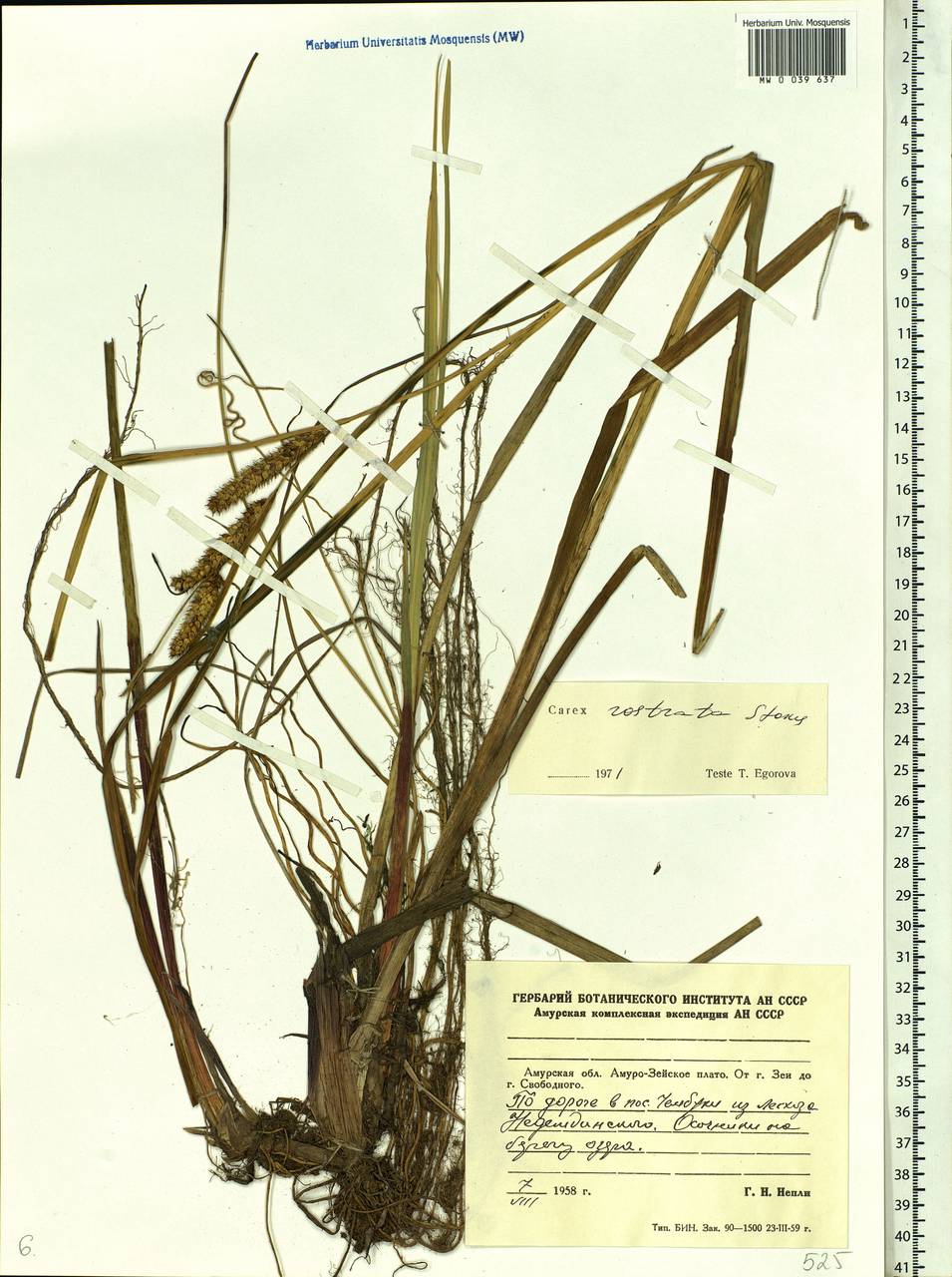 Carex rostrata Stokes, Siberia, Russian Far East (S6) (Russia)