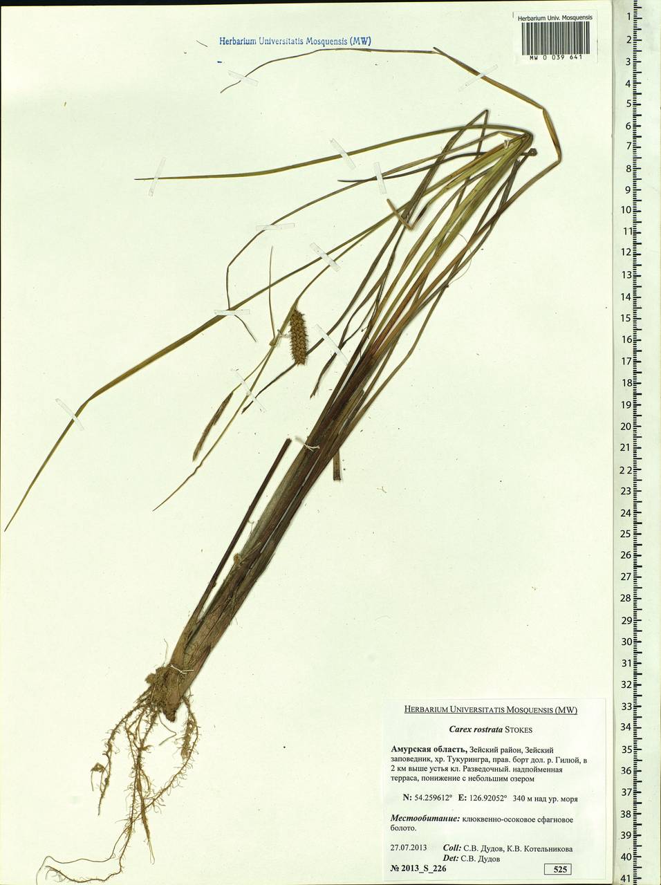 Carex rostrata Stokes , nom. cons., Siberia, Russian Far East (S6) (Russia)